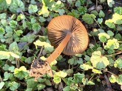 Agaricales