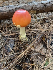 Amanita