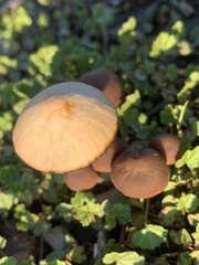Agaricales