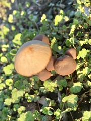 Agaricales