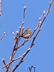 Passeriformes