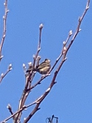 Passeriformes