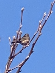 Passeriformes