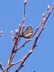 Passeriformes