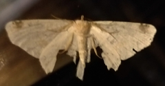 Sericoptera mahometaria