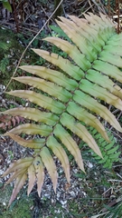 Blechnum chilense