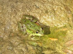 Pelophylax saharicus
