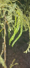 Prosopis nigra