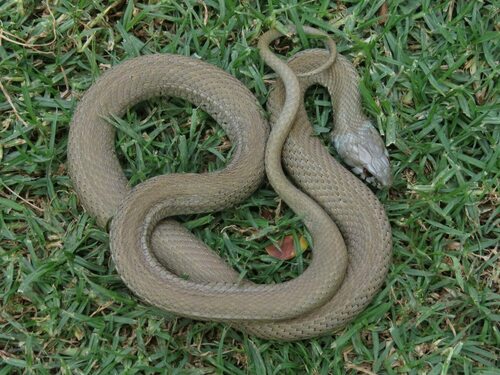 Iberian Grass Snake, Sejenane, Tunisko, photo 6 of 10