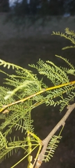 Prosopis nigra