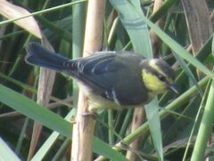 Cyanistes teneriffae