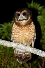 Pulsatrix koeniswaldiana