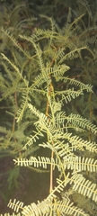 Prosopis nigra