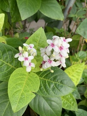 Pseuderanthemum maculatum