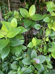 Pseuderanthemum maculatum