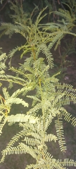 Prosopis nigra