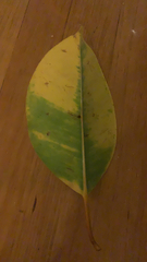Ficus elastica