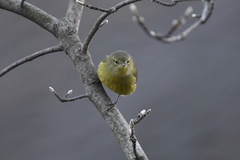 Leiothlypis celata lutescens