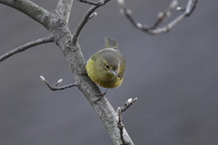Leiothlypis celata lutescens