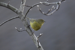 Leiothlypis celata lutescens
