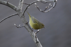 Leiothlypis celata lutescens