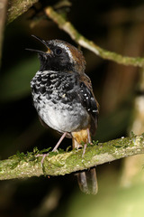 Myrmoderus squamosus