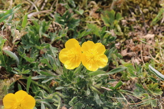 Ranunculus bulbosus