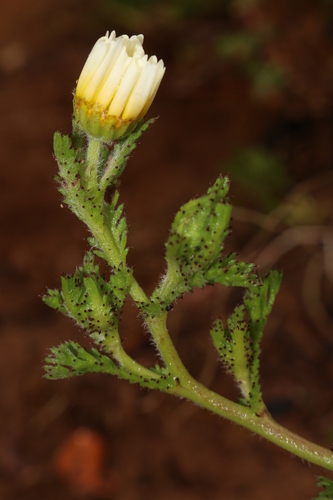 Moroccan chamomile