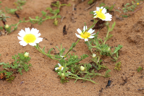 Moroccan chamomile