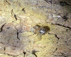 Cryptachaea veruculata