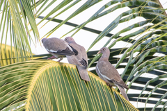 Patagioenas corensis