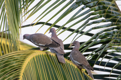 Patagioenas corensis