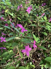 Pseuderanthemum laxiflorum