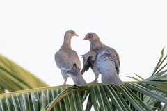 Patagioenas corensis
