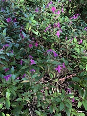 Pseuderanthemum laxiflorum
