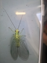 Italochrysa insignis