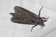 Endoxyla amphiplecta