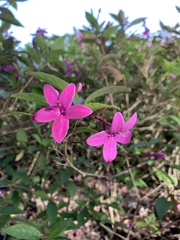 Pseuderanthemum laxiflorum