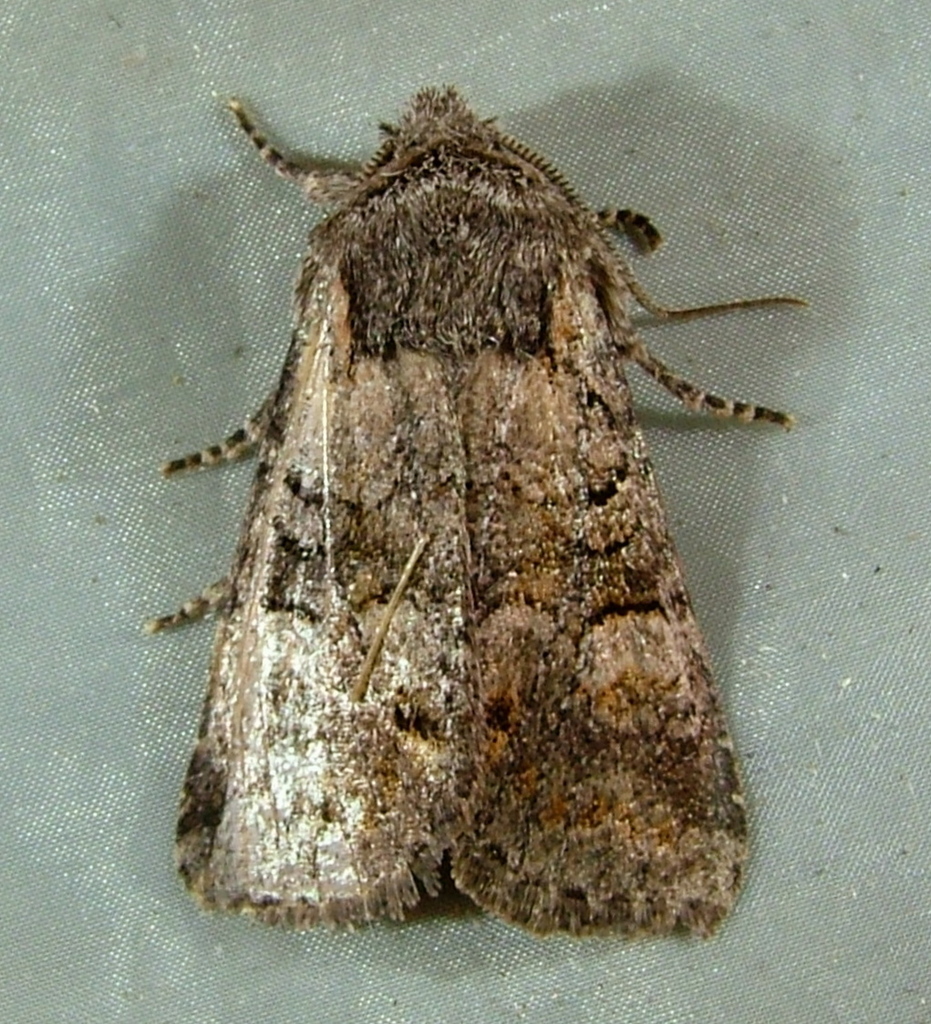 Brachylomia thula
