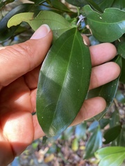 Cryptocarya laevigata