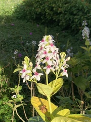 Pseuderanthemum maculatum