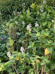Pseuderanthemum maculatum