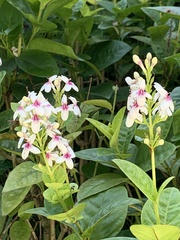 Pseuderanthemum maculatum
