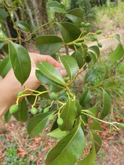 Cryptocarya sclerophylla
