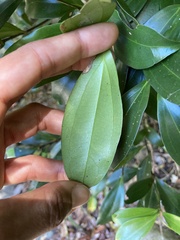 Cryptocarya laevigata