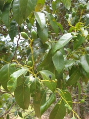 Cryptocarya sclerophylla