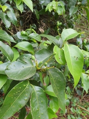 Cryptocarya sclerophylla