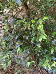 Cryptocarya laevigata