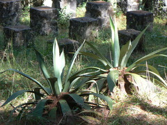 Agave