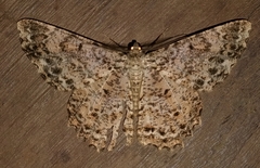 Epimecis